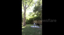 Dog Poops on Yoga Woman