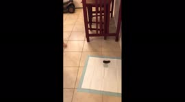 Boy Poops on Dog Toilet Pad