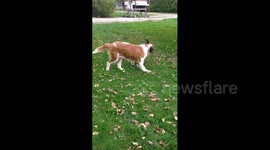 Dog Runs With Puppy