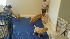 Woman Picks Up Puppy Poop