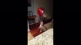 Dog Plays With Balloon