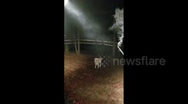 Dog Chases Fireworks