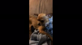 Chihuahua Plays Dead