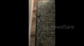 Dog Busted For Pooping