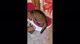 Cat Pees in Toilet