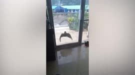 Vengeful crow pesters woman in the Philippines