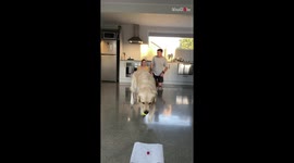 'Couple's competitive 'No Arms Race' challenge encounters a fluffy interruption 
'