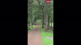 Zebra excited to see the owner, one of the most cutest videos on internet today