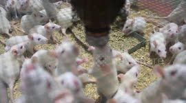 rat farming in the house