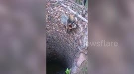 Bull hoisted out of 80-foot-deep well by locals in central India