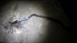 Cobra regurgitates plastic pipe after mistaking it for rodent in eastern India