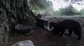 This gorgeous rare Pine Marten gently picks up this egg and takes it away.