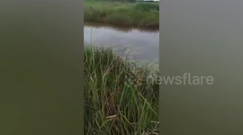 Fisherman goes missing after being attacked by crocodile in Indonesia