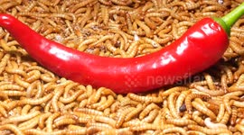 YouTuber tests how chilli fares against 10,000 mealworms