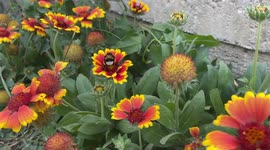 bumblebee at work
