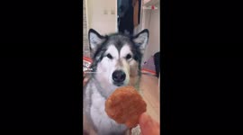 Clever dog says 'oh wow' to win favourite chicken nuggets