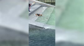 Dogs mission to retrieve toy from water results in round of applause