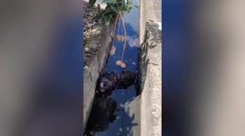 Dirty dog covered in mud pulled from drain in Taiwan