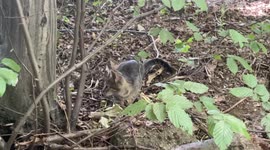 Cute cat in forest