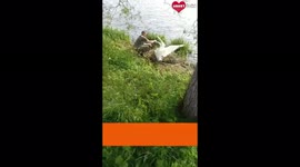 Anglers Rescue Swan in Leicestershire, England