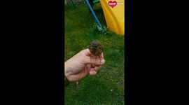 Irish Mans Adorable First Meeting with Baby Robin
