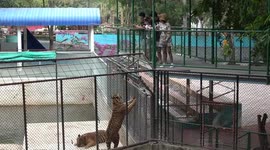 Tourists feed crocodiles and tigers with chicken meat tied to fishing pole in Thai zoo