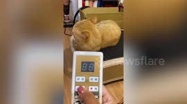Pet cat has time of her life lying on vibrating platform