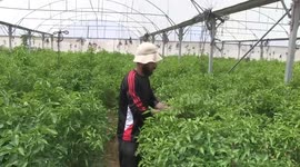 Palestinian farmer Mohammed Al-Talbani, collects peppers at his farm in Beit Lahia