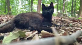 Black cat in forest