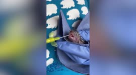 Baby hedgehog treated by vets after being found weighing only 16 GRAMS