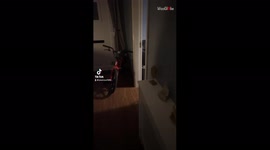 'Harmless bearded dragon scares Irish boy to the core *Try Not to Laugh* 
'
