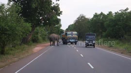 Elephant patrols road and chases passing vehicles in Sri Lanka