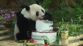 Pandas celebrate 6th birthday with huge ice cakes at Chinese zoo