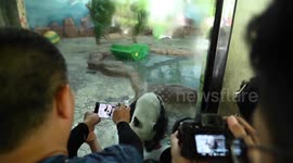 Panda Celebrates His Birthday In Nanning, Guangxi, China