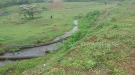 grass field at Ratanakiri, Cambodia