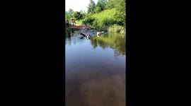 Our Alaskan Malamutes have webbed feet which in the summer are used to go swimming