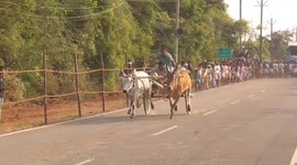 Bulls break through fence and ram into spectators at race event in south India