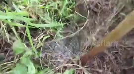 Hero driver stops to rescue dog drowning in abandoned well