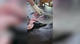 Skinned eel wriggles furiously while being grilled in restaurant in South Korea