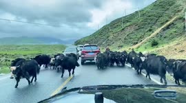 Herd of yaks cause traffic jam blocking road in Tibet