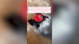 Crafty woman recreates designer bowl from old vinyl record for £10 pounds
