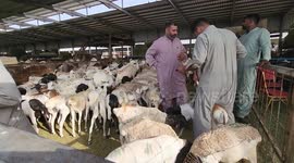 Vendors inspect sheeps and and calves at a livestock market at Mecca to sell its for Muslim pilgrims during annual Hajj pilgrimage