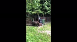 Bear breaks down fence to rummage through homeowner's bins in Romania