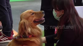 Pampered pet pooches join owners at Thailand International Dog Show