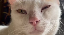 Cat , cat close up, cat attitude, cat opening eyes, cat sleeping, cat face, white cat ,