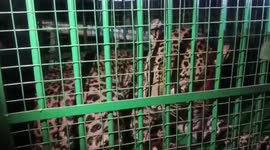 Leopard strays in human territory, rescued by officials in northern India
