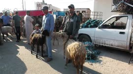 Palestinians buy sheep at a livestock market ahead of Eid al-Adh