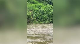 Best friends! Stray dog paddles across fast-flowing river to meet with its canine buddy