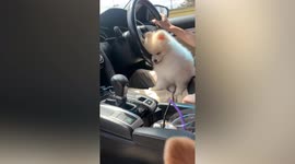 Adorable pet Pomeranian falls asleep in front of steering wheel