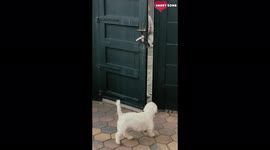 Westies Adorable Reaction to Seeing Owner After 2 Weeks